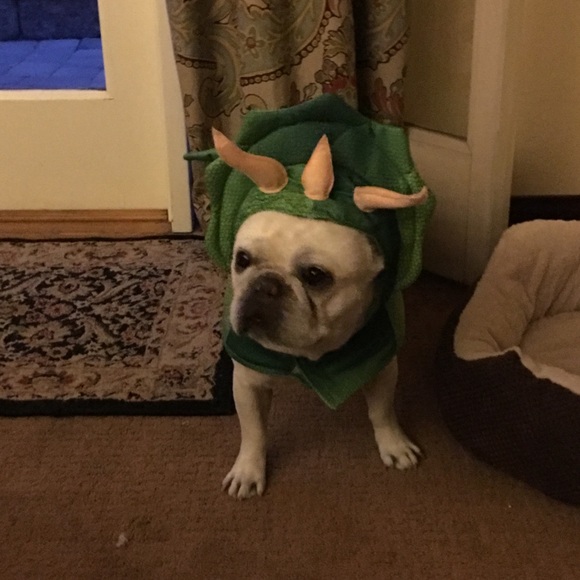 Meet your Posher, Nessa - Picture 5 of 12